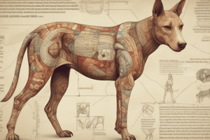 Veterinary Terminologie: Latijnse Wortels en Prefixen