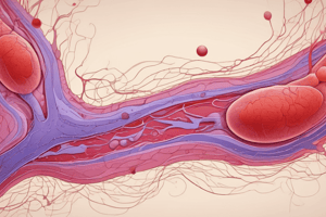 Vascular Endothelial Cells and Blood Vessel Function