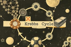 Ciclo de Krebs: Regulación y Metabolismo