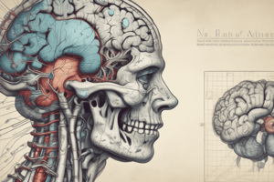 Lobes of the Brain: Structure and Function