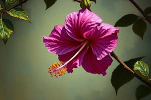 Crecimiento de Kambili en 'Purple Hibiscus'