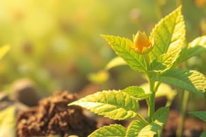 Plant Nutrients: Nutrient Deficiencies