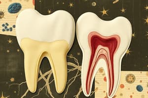 Periodontal Ligament Cell Functions