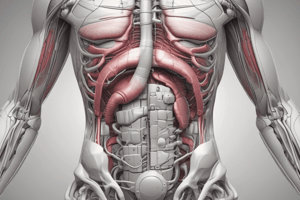 Abdominal Pain and Anatomy: Understanding the GI and Urinary Systems