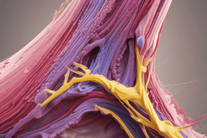 Muscle Tendon Junction Structure and Function