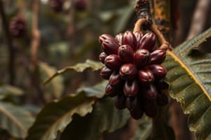 Mayan Chocolate History and Cultivation