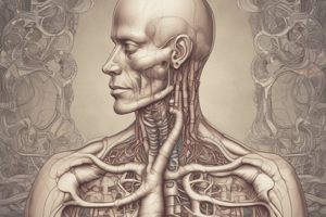 Bronchial Tree Anatomy