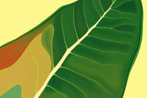 Leaf Morphology: Margins, Venation & Surfaces