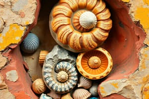 Fossil Shells and Taphonomy