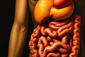 Human Digestive System Overview