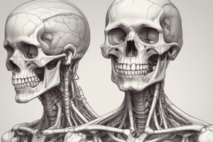 Anatomia Umana: Apparato Locomotore