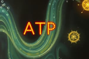 Energy Transfer System and ATP