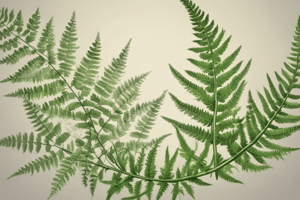 Fern Reproduction and Life Cycle