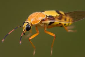 Insect Classification: Orders and Families