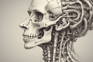 Cervical Spine Anatomy