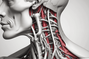 Anatomy of Hyoid Muscles