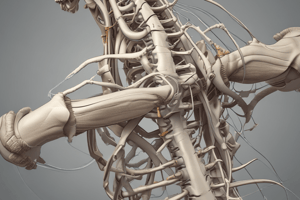 Lumbar Spine Anatomy