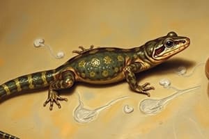 Salamander Classification Flashcards