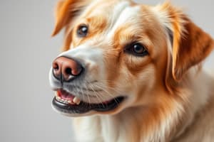 Positive Approach Canine Education: Nervous System