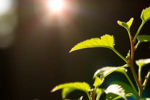 Photosynthesis Overview and Mechanisms