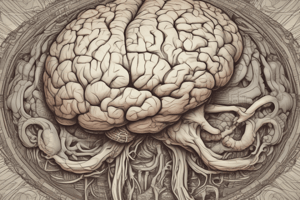 Brain Anatomy: Right Hemisphere