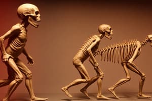 Human Evolution Overview