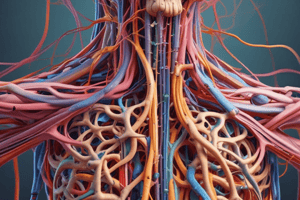 Intercostal Nerves Origin, Course, and Termination