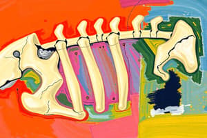 Bone Classification and Structure