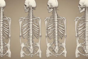 Anatomy of Lumbar Vertebrae