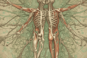 Lymphatic System Glossary