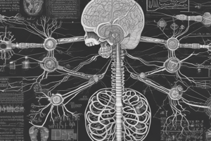 The Ultimate Nervous System Anatomy and Function Quiz