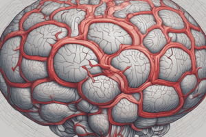 Anatomía del SNC: Meninges