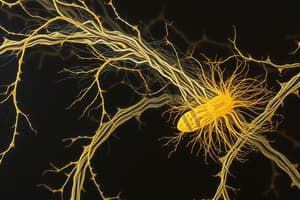 Cytoskeleton and Intermediate Filaments