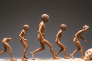 Archaic Homo Sapiens: Characteristics and Timeline