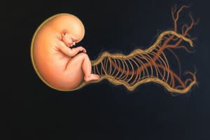 Embryology: Gut Formation and Development