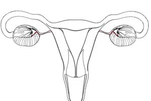 Reproductive, Urinary, & Endocrine Systems