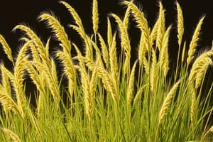 Eragrostis tef: Cultivation and Uses