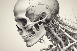 La Scapula : Anatomie et Fractures