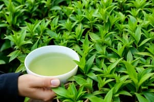 Green and Black Tea production