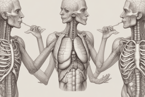 Respiratory System Introduction