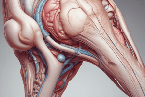 Articular Cartilage Structure and Function