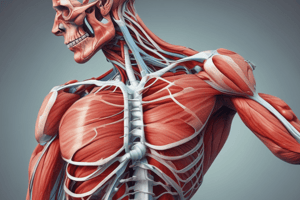 Skeletal Muscles: Structure and Function