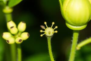 Quiz sobre Plantas e Seus Compostos