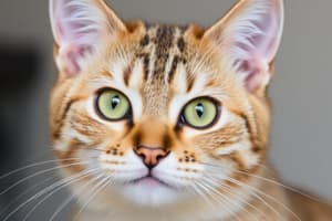 Soins des animaux: Chats et leurs besoins