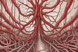 Major Blood Vessels