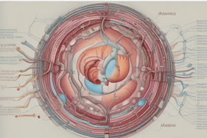 Ovulation and Corpus Luteum Formation