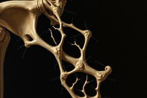 Connective Tissue: Cartilage and Bone