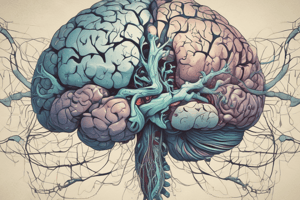 Brain & Nervous System: Ventricular System & Dural Venous Sinuses