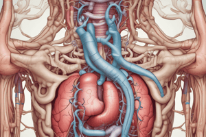 Digestive System Anatomy