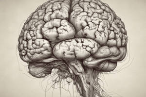 Brain Structure and Functions